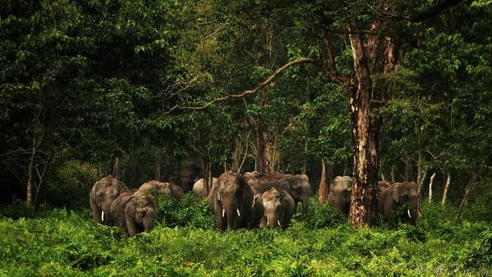 Tea Garden Spotlight